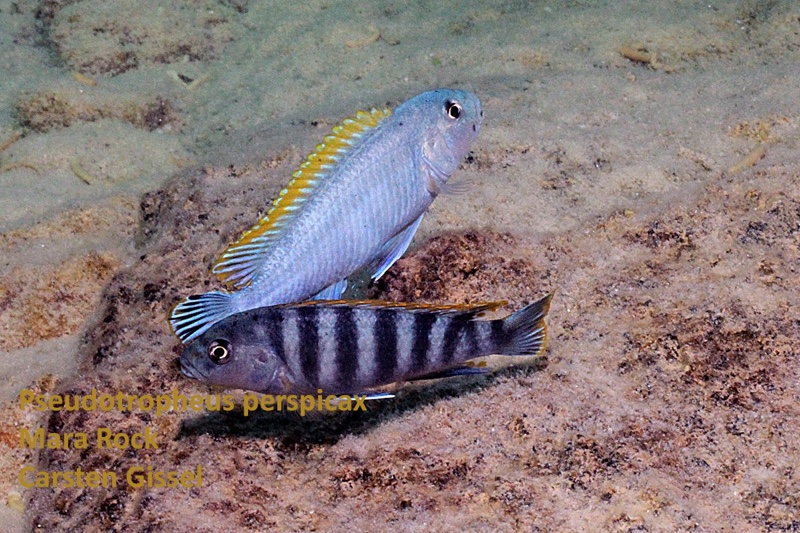 Pseudotropheus perspicax 'Mara Rocks'
